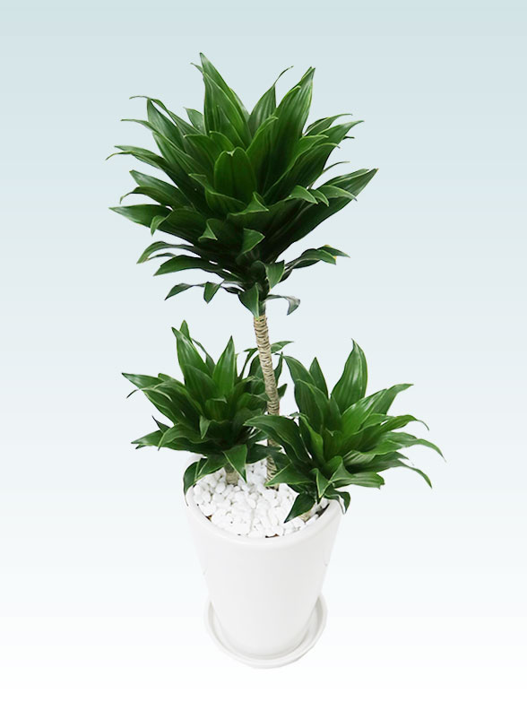 ドラセナコンパクター(陶器鉢植込み、６号ラウンド白色)12