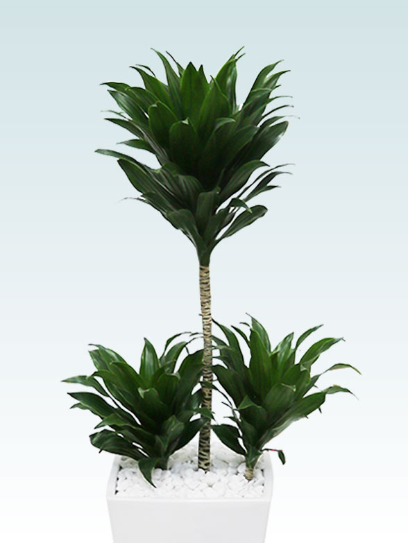 ドラセナコンパクター(陶器鉢植込み、６号スクエア白色)2