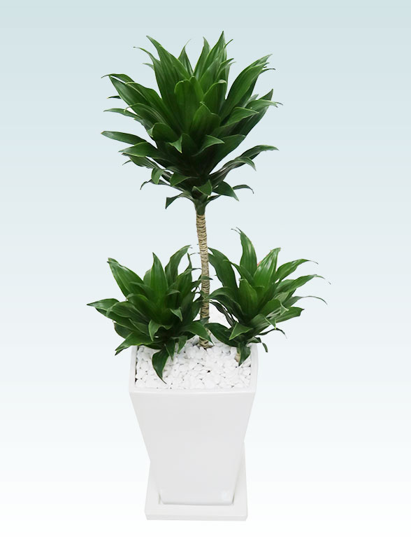 ドラセナコンパクター(陶器鉢植込み、６号スクエア白色)3