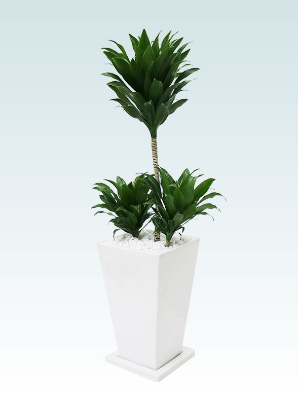 ドラセナコンパクター(陶器鉢植込み、６号スクエア白色)7