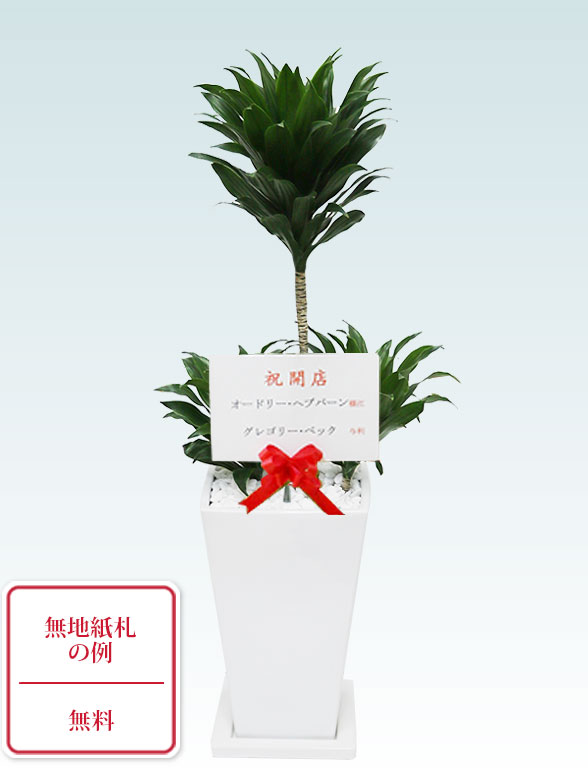 ドラセナコンパクター(陶器鉢植込み、６号スクエア白色)9