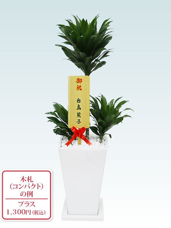 ドラセナコンパクター(陶器鉢植込み、６号スクエア白色)10