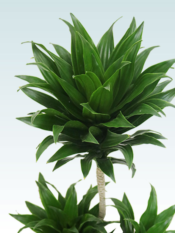 ドラセナコンパクター(陶器鉢植込み、６号スクエア白色)21