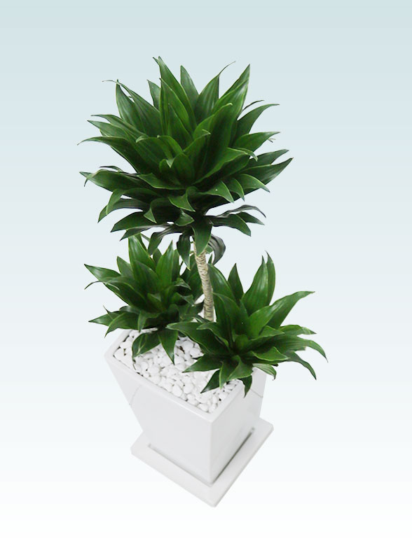 ドラセナコンパクター(陶器鉢植込み、６号スクエア白色)22