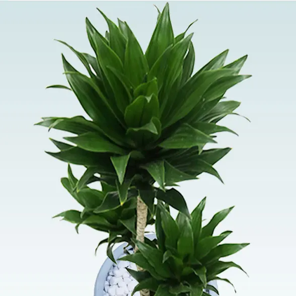 ドラセナコンパクター(陶器鉢　オーバル型　パステルブルー)4