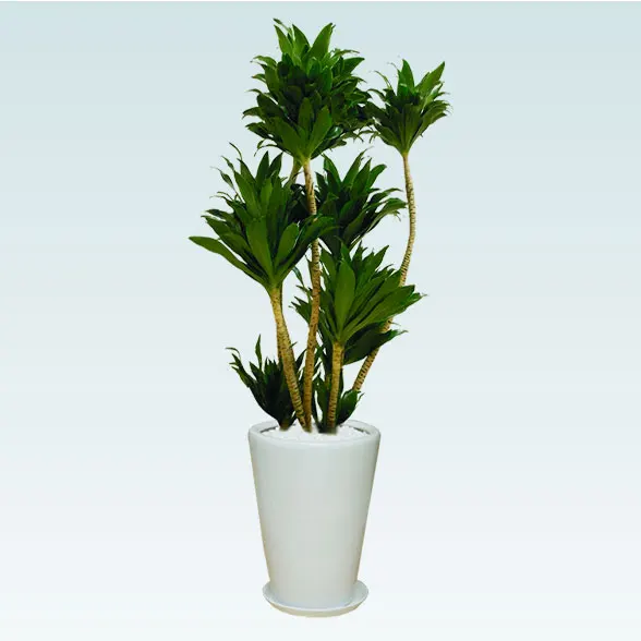 ドラセナコンパクター(陶器鉢植込み、ラウンドタイプ白色)　７