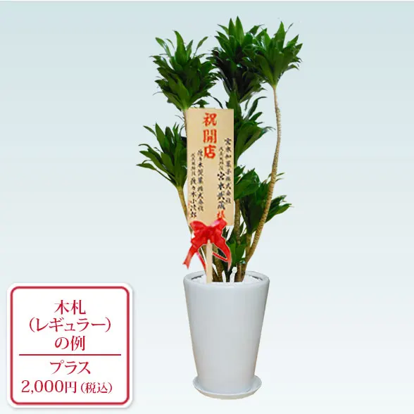 ドラセナコンパクター(陶器鉢植込み、ラウンドタイプ白色)　９