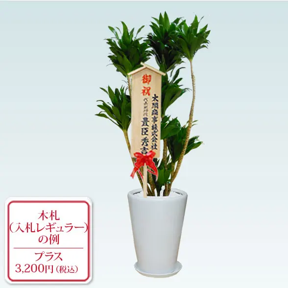 ドラセナコンパクター(陶器鉢植込み、ラウンドタイプ白色)　１０