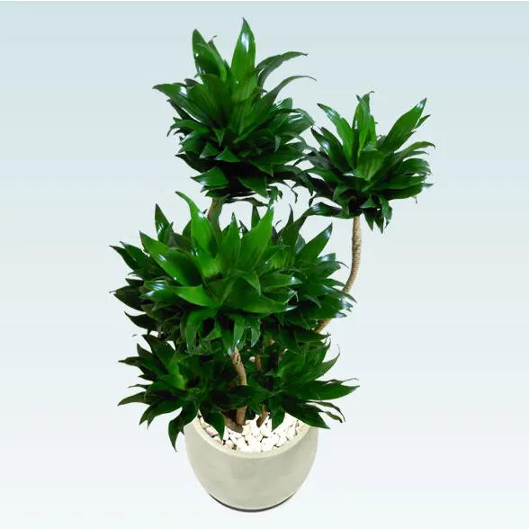 ドラセナコンパクター(グラスファイバー製鉢植込み、バルーン型)3