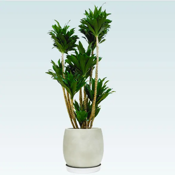ドラセナコンパクター(グラスファイバー製鉢植込み、バルーン型)7