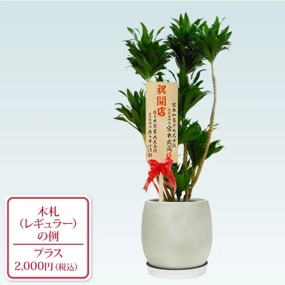 ドラセナコンパクター(グラスファイバー製鉢植込み、バルーン型)9