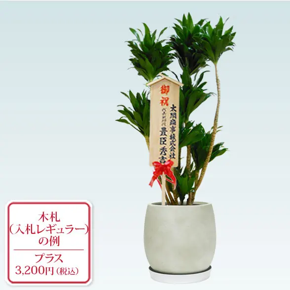 ドラセナコンパクター(グラスファイバー製鉢植込み、バルーン型)10