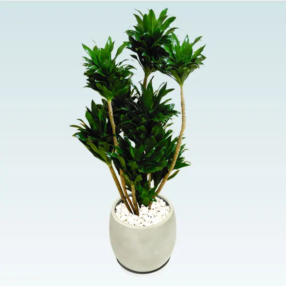 ドラセナコンパクター(グラスファイバー製鉢植込み、バルーン型)20
