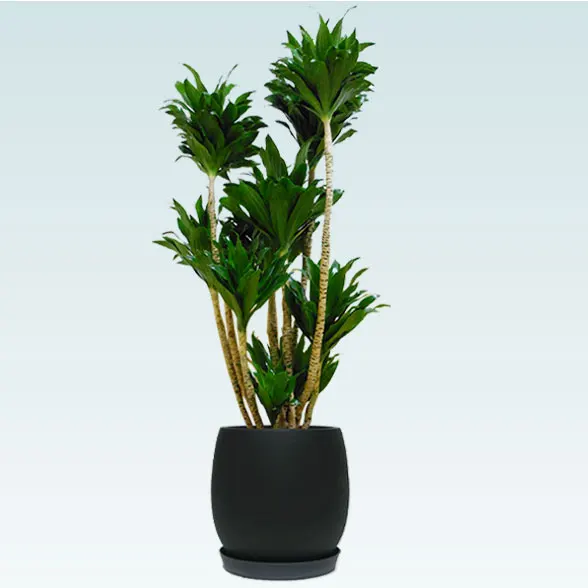 ドラセナコンパクター(グラスファイバー製鉢植込み、バルーン型)7