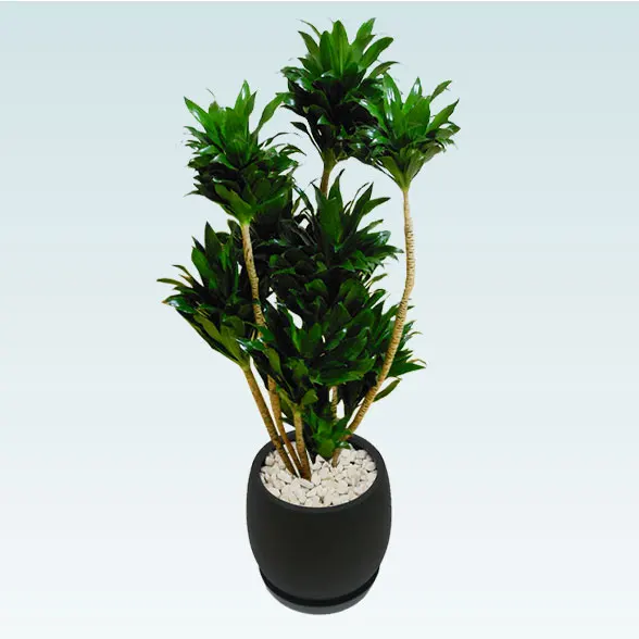 ドラセナコンパクター(グラスファイバー製鉢植込み、バルーン型)20