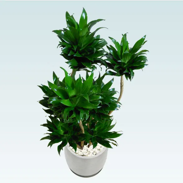 ドラセナコンパクター(グラスファイバー製鉢植込み、チューリップ型)　3