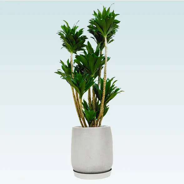 ドラセナコンパクター(グラスファイバー製鉢植込み、チューリップ型)　7