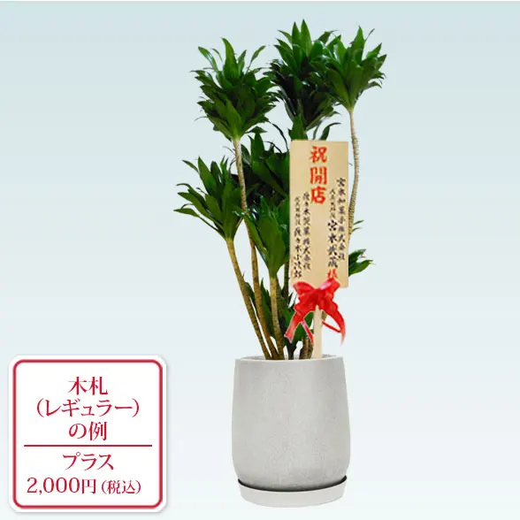 ドラセナコンパクター(グラスファイバー製鉢植込み、チューリップ型)　9