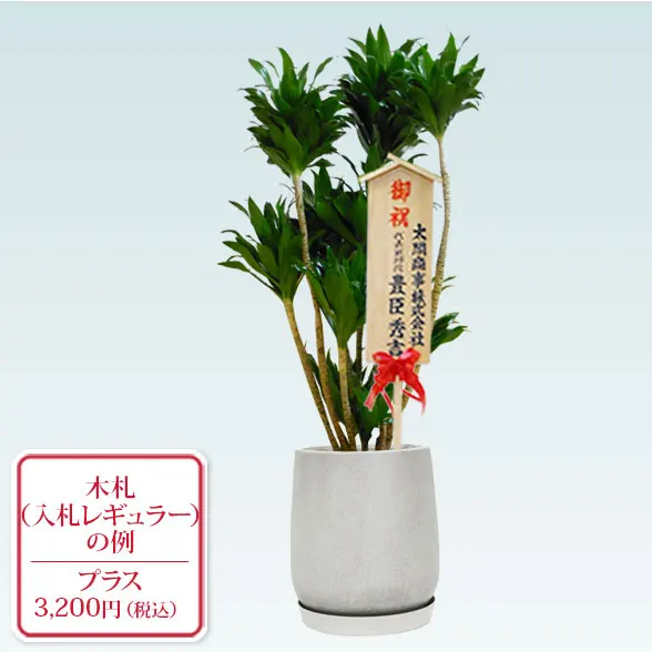 ドラセナコンパクター(グラスファイバー製鉢植込み、チューリップ型)　10