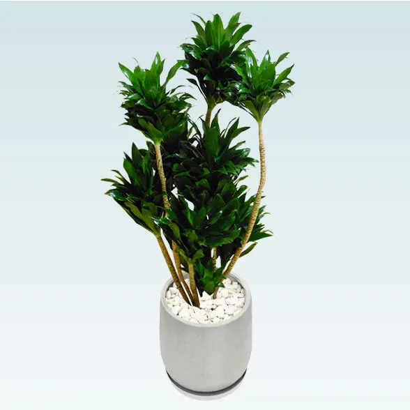 ドラセナコンパクター(グラスファイバー製鉢植込み、チューリップ型)　20