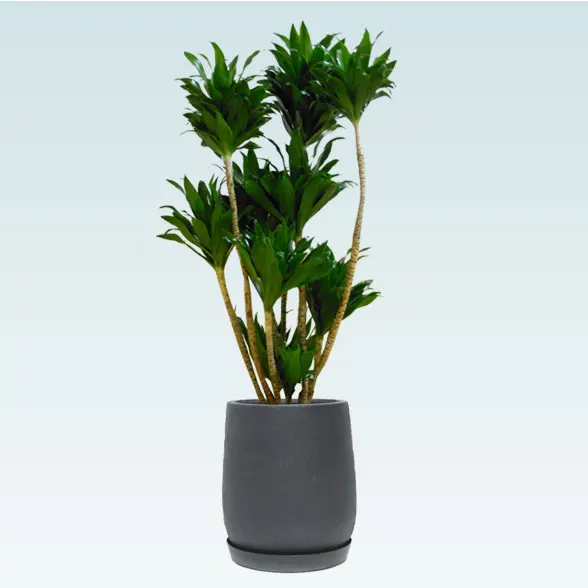 ドラセナコンパクター(グラスファイバー製鉢植込み、チューリップ型)　1