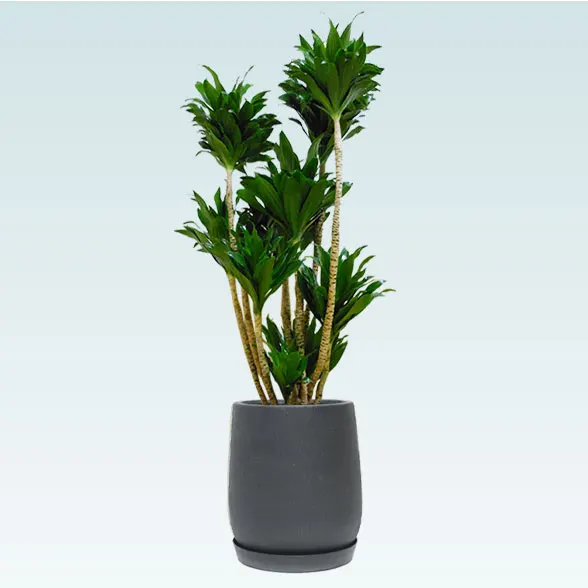 ドラセナコンパクター(グラスファイバー製鉢植込み、チューリップ型)　67