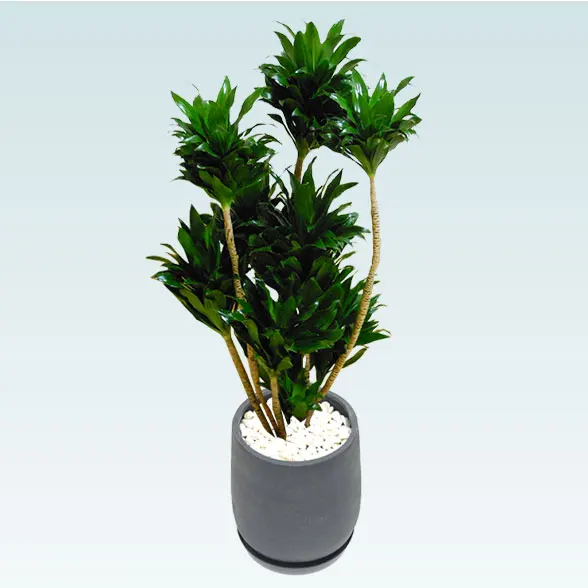 ドラセナコンパクター(グラスファイバー製鉢植込み、チューリップ型)　620