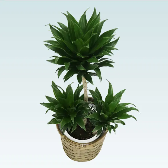 ドラセナコンパクター(籐かご付、ダークブラウン色)　Ｓサイズ3