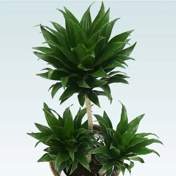 ドラセナコンパクター(籐かご付、ダークブラウン色)　Ｓサイズ4