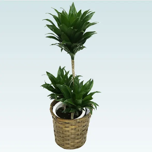 ドラセナコンパクター(籐かご付、ダークブラウン色)　Ｓサイズ7