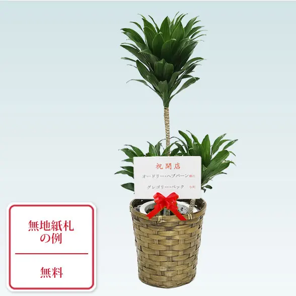 ドラセナコンパクター(籐かご付、ダークブラウン色)　Ｓサイズ9