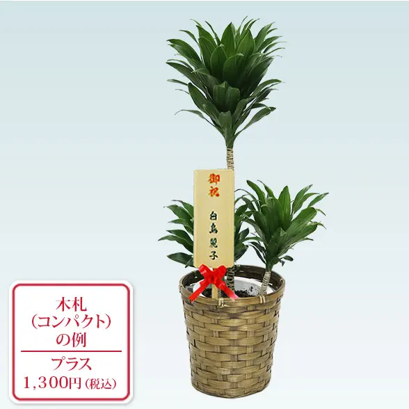 ドラセナコンパクター(籐かご付、ダークブラウン色)　Ｓサイズ10