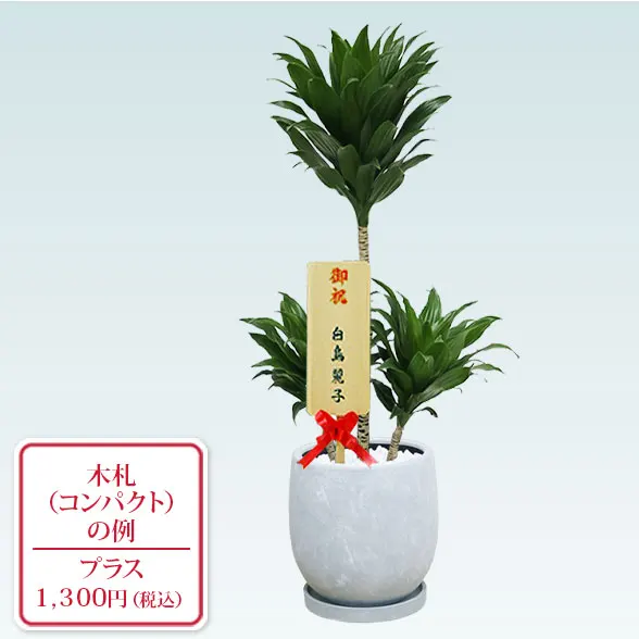 ドラセナコンパクター(陶器鉢　ボウル型)10