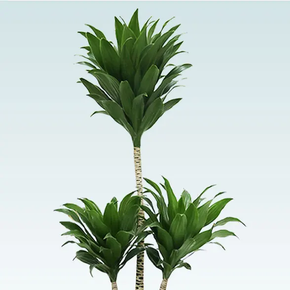 ドラセナコンパクター(ラスターポット付)　Ｓサイズ2