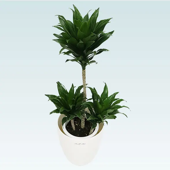 ドラセナコンパクター(ラスターポット付)　Ｓサイズ3