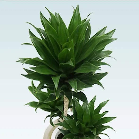 ドラセナコンパクター(ラスターポット付)　Ｓサイズ4