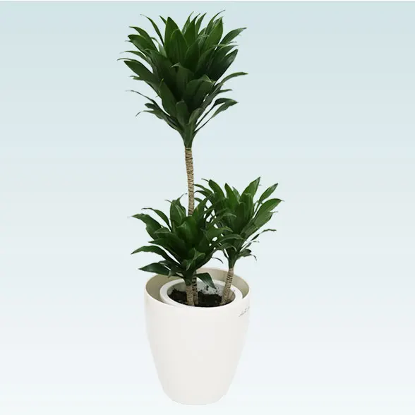 ドラセナコンパクター(ラスターポット付)　Ｓサイズ6