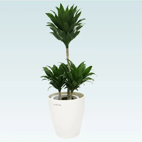 ドラセナコンパクター(ラスターポット付)　Ｓサイズ7