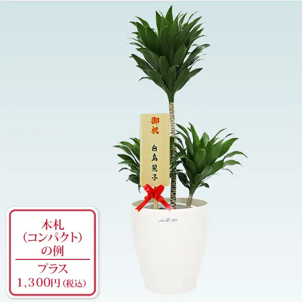 ドラセナコンパクター(ラスターポット付)　Ｓサイズ10