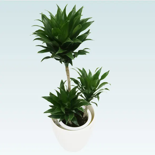 ドラセナコンパクター(ラスターポット付)　Ｓサイズ11