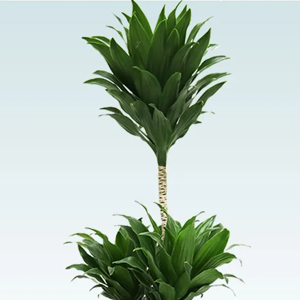 ドラセナコンパクター(ラスターポット付)　Ｓサイズ17