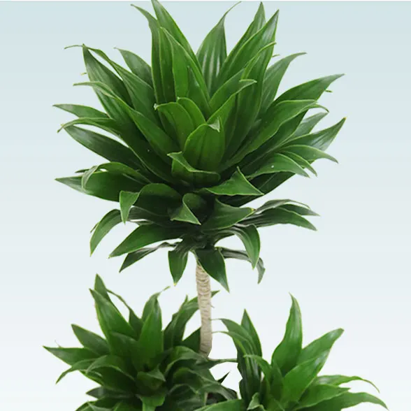 ドラセナコンパクター(ラスターポット付)　Ｓサイズ21