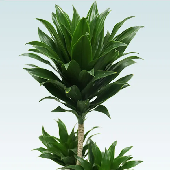 ドラセナコンパクター(ラスターポット付)　Ｓサイズ22