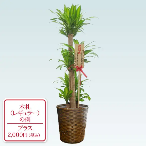 幸福の木(籐かご付、ダークブラウン色)　Lサイズ９