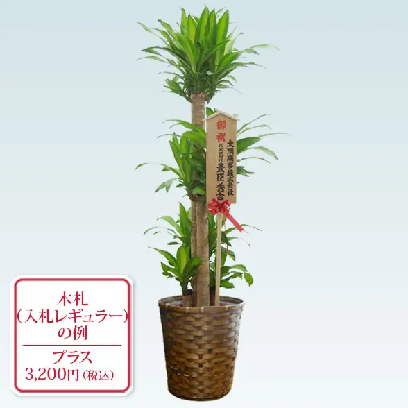 幸福の木(籐かご付、ダークブラウン色)　Lサイズ１０