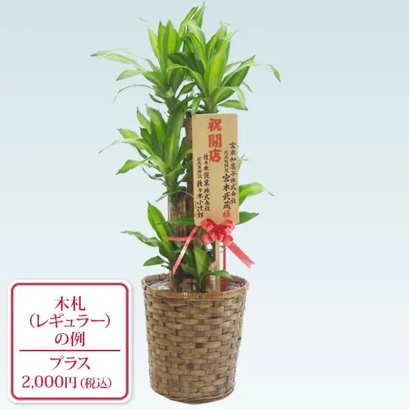 幸福の木(籐かご付、ダークブラウン色)　Ｍサイズ10