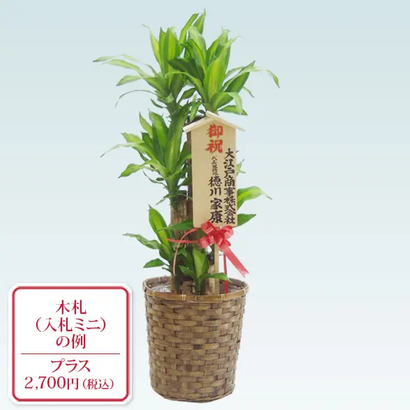 幸福の木(籐かご付、ダークブラウン色)　Ｍサイズ11
