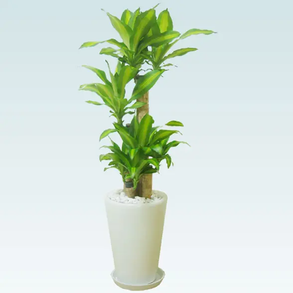 幸福の木(陶器鉢植込み、ラウンドタイプ白色)