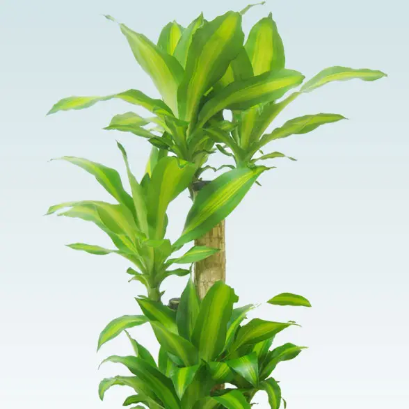 幸福の木(陶器鉢植込み、ラウンドタイプ白色)2