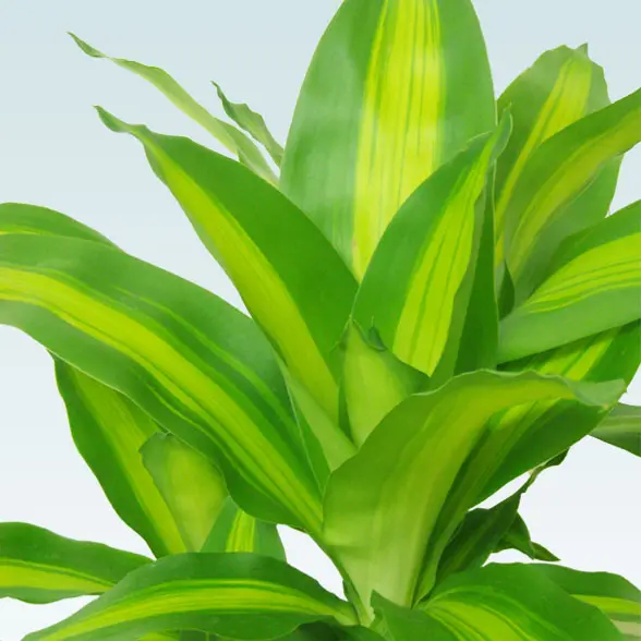 幸福の木(陶器鉢植込み、ラウンドタイプ白色)3